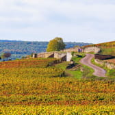 Randonnée vignobles Côte de Beaune en Côte-d'Or