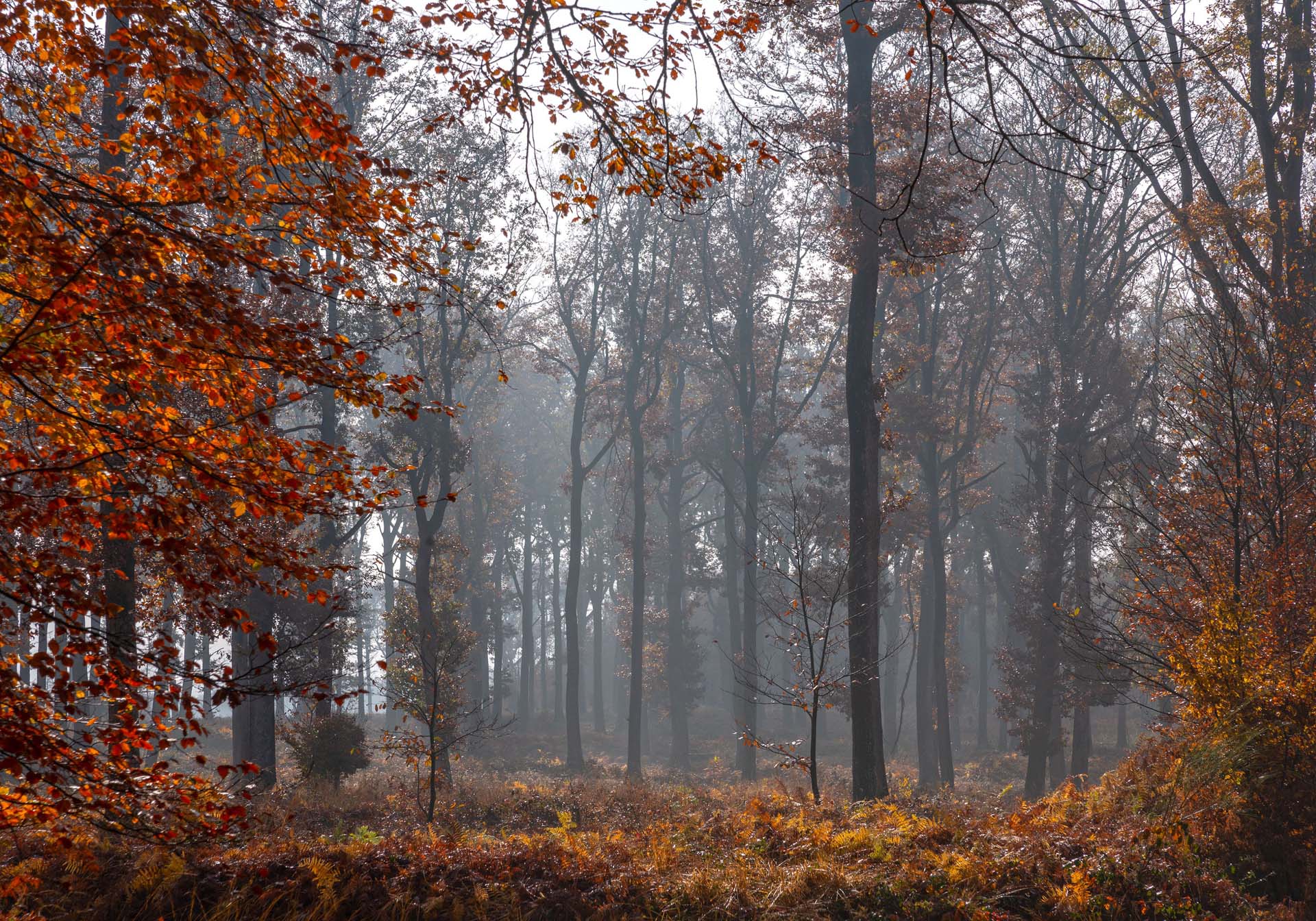 Balade en forêt à l'automne dans le Parc National des Forêts