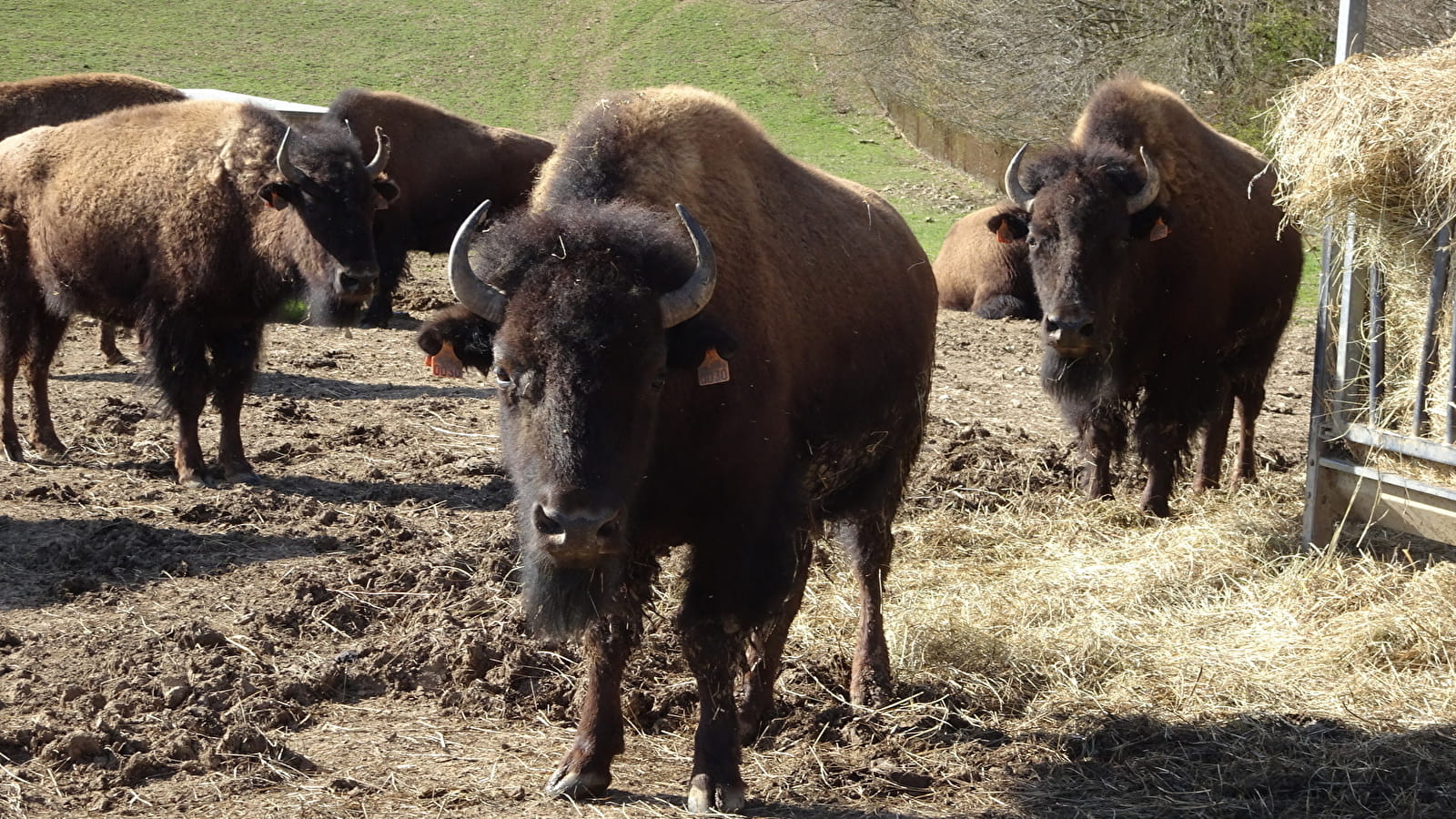 Planet'Bison - Ferme de la Marquise - produits bisons