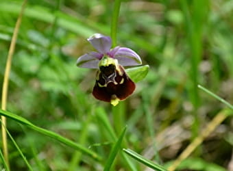 Les orchidées sauvages - ENS2023 - LEUGLAY