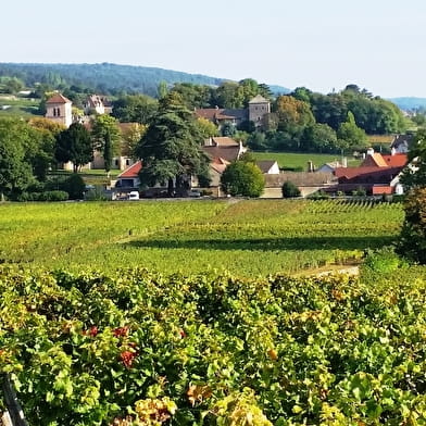 Stage découverte des vins de Bourgogne : Balade guidée,  initiation à la dégustation et à l'oenologie