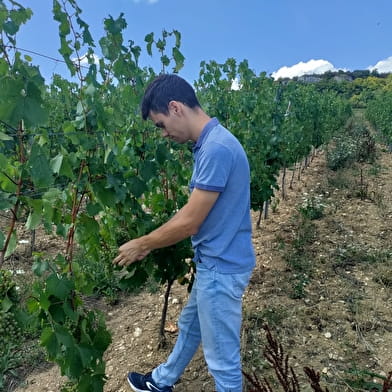 Dégustation 3 vins au Domaine de la Cozanne
