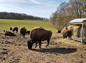 La Ferme de la Marquise - élevage de bisons - DAMPIERRE-SUR-SALON