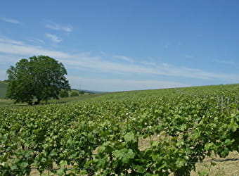 Vignoble des Coteaux du Giennois - SAINT-PERE