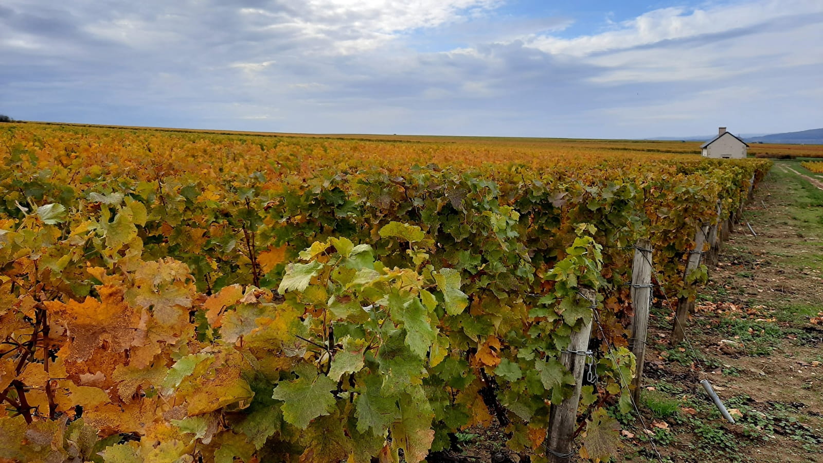 De la vigne au vin à Pouilly
