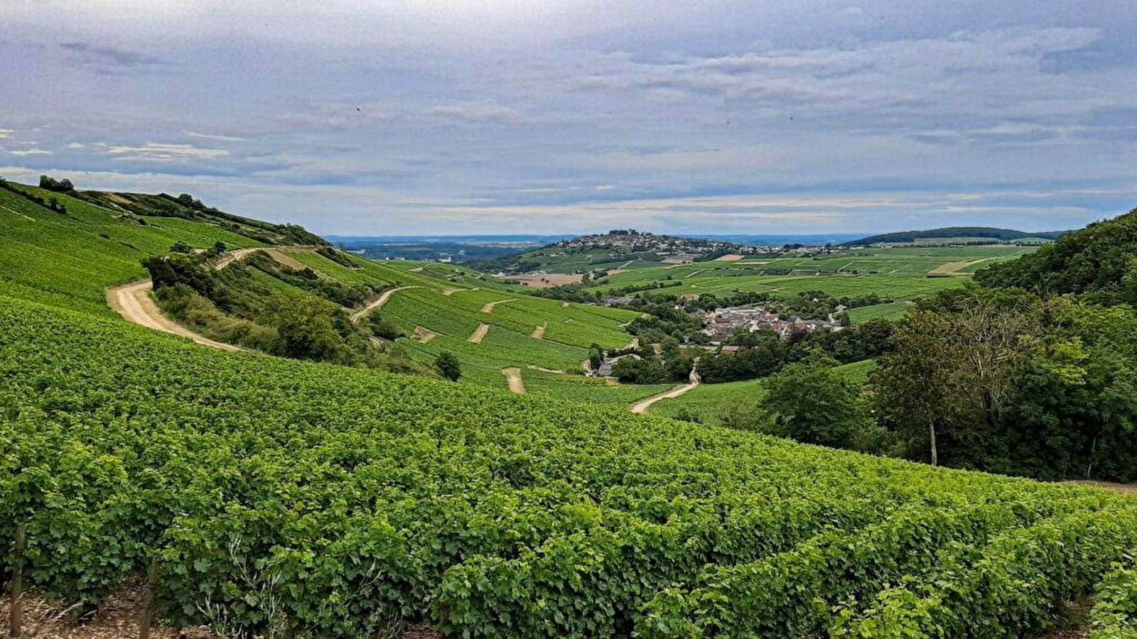 Atelier - Dégustation de vin : Le Val de Loire