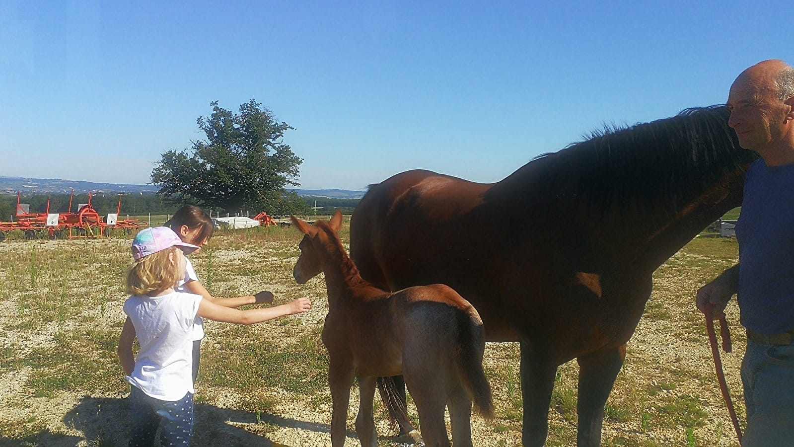 Visite de l'élevage de chevaux américains