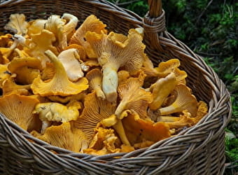 Sortie nature : Les champignons dans nos forêts - PARIGNY-LES-VAUX