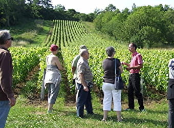 Visite-découverte 'De la vigne au vin' - CHAUMONT-LE-BOIS