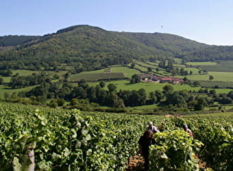 Le Prestige de la Voie des Vignes - de Dijon à Beaune - DIJON
