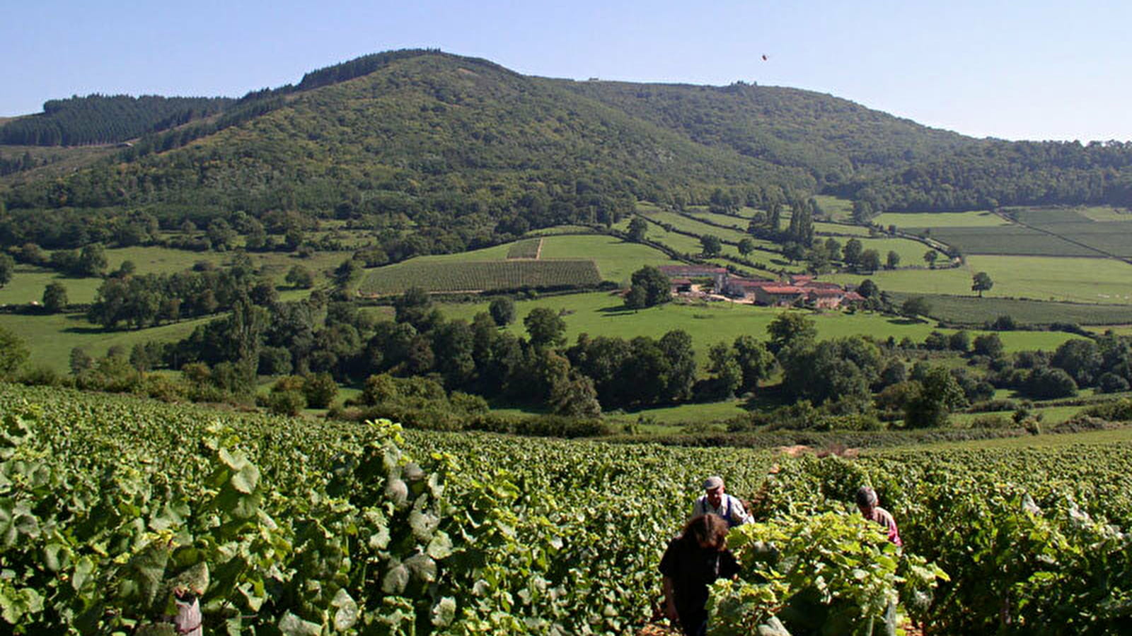 Le Prestige de la Voie des Vignes - de Dijon à Beaune