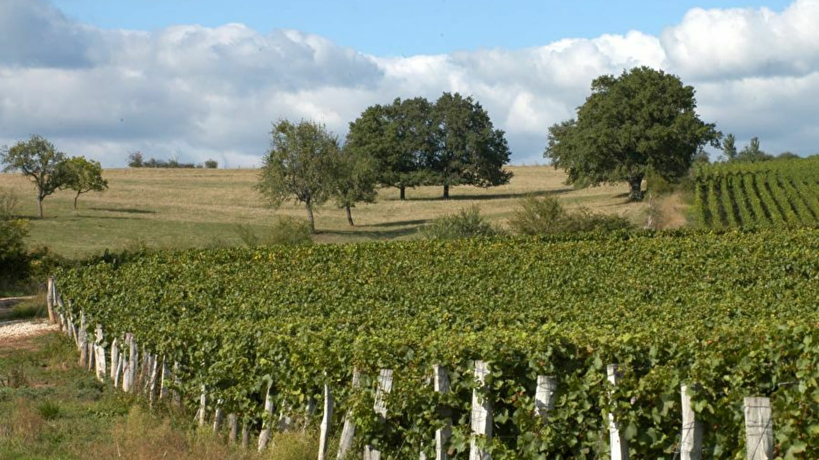 Circuit de randonnée : Circuit des vignes à Riousse