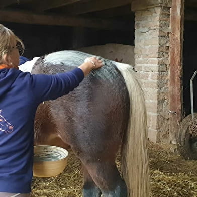 Massage bien-être cheval Cluny