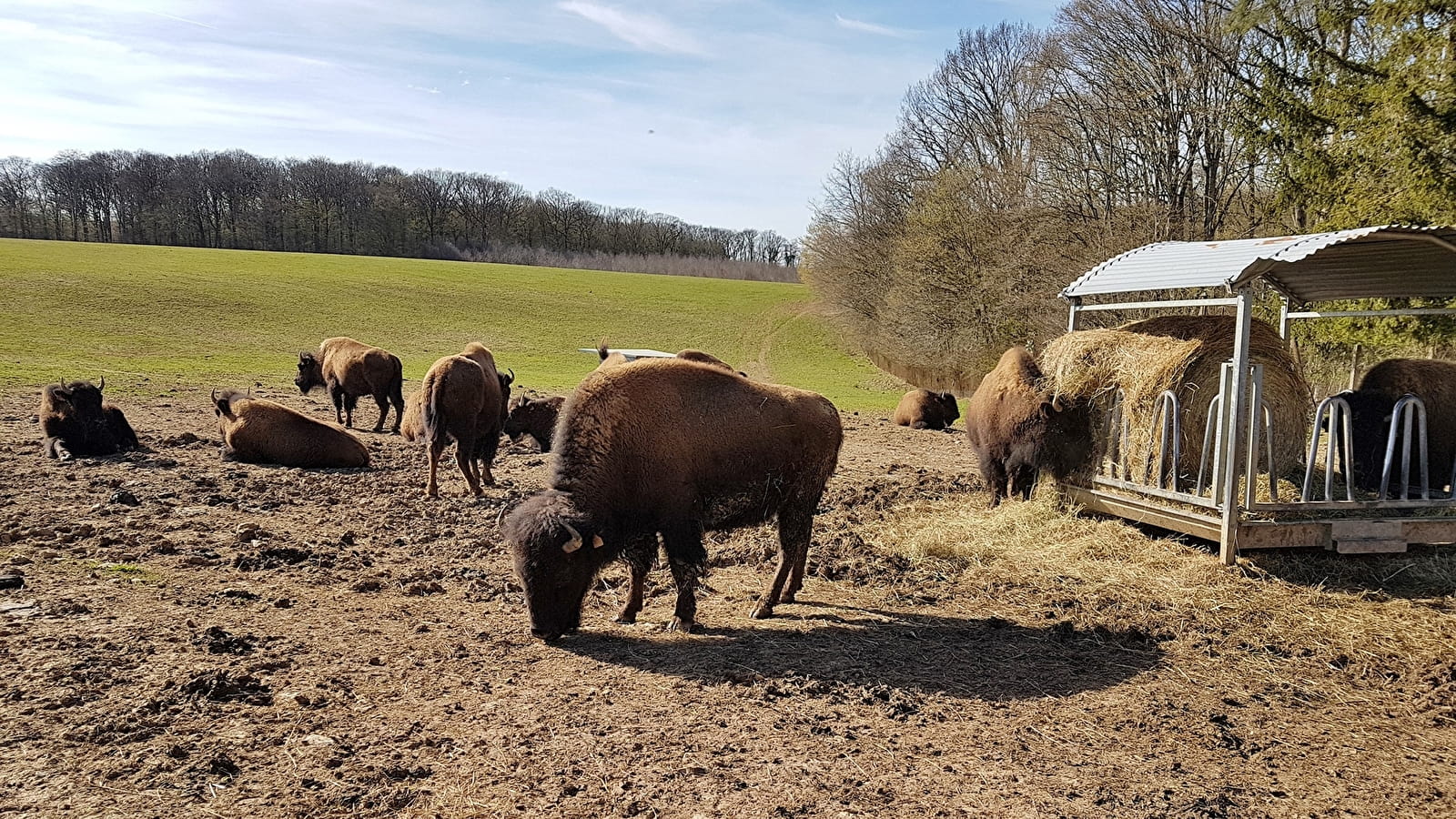 La Ferme de la Marquise - élevage de bisons