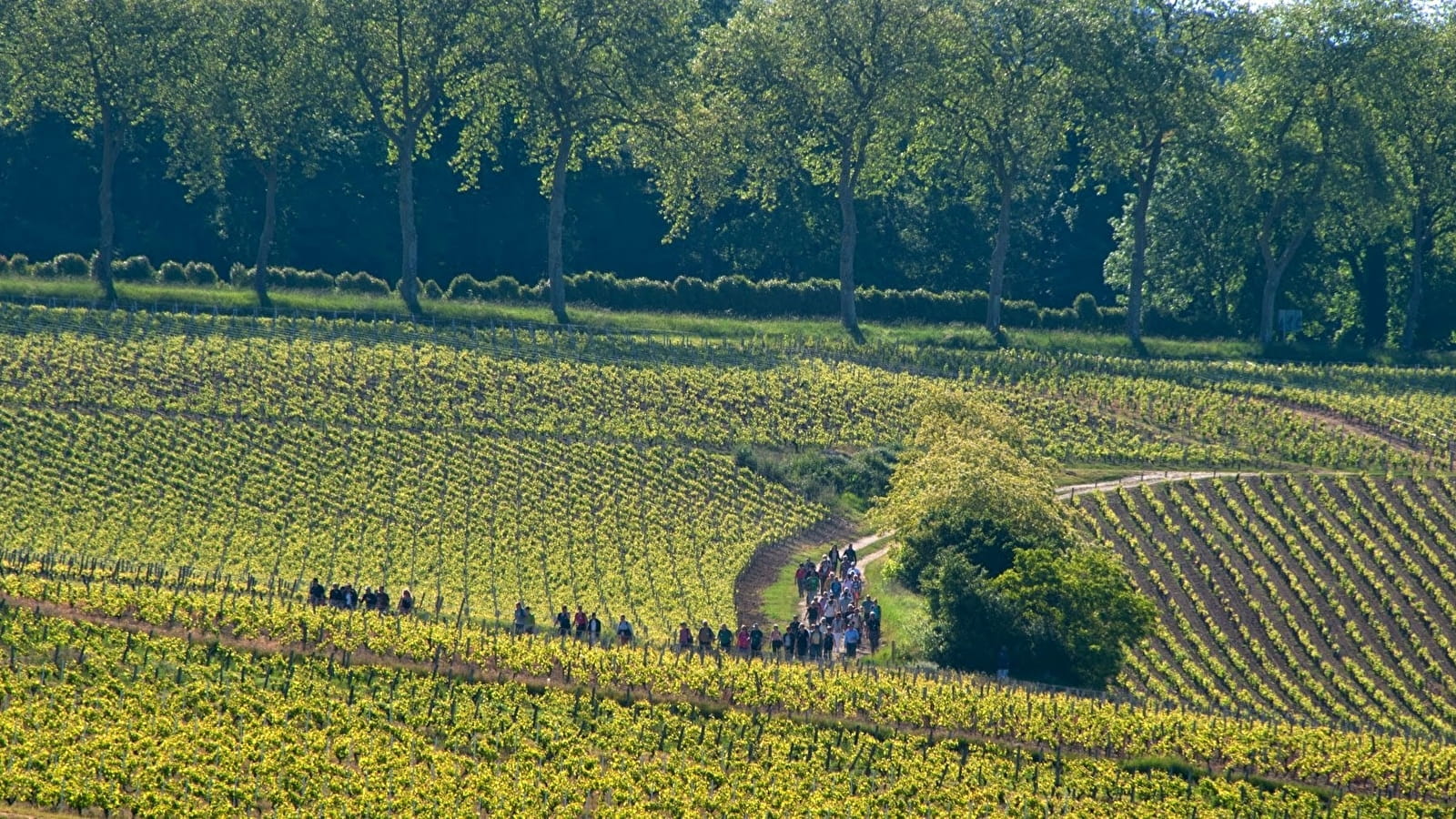 En randonnée au coeur des appellations viticoles de Pouilly